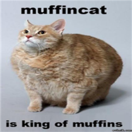 muffin-cat