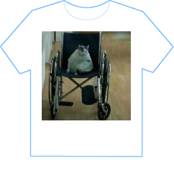 cat in da wheelchair